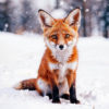 snowfox by rayzone art